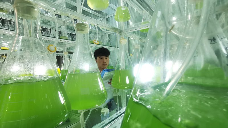 酶促反应步骤，揭秘其背后的生产奥秘**